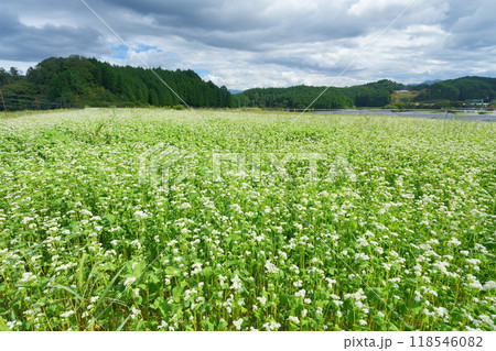 広大な笠荒神のそば畑 広大な笠荒神のそば畑 118546082