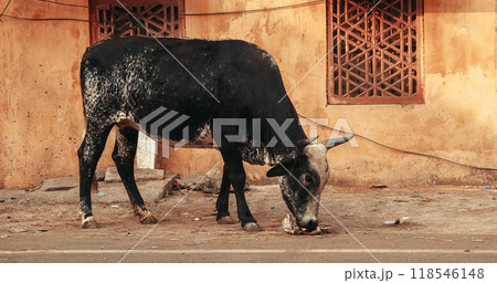 Cow Eats Thrown Out Food On Street Of Jaipur. Motorcycles Passing By Cow. Cattle Considered Sacred In Indian Religions Such As Hinduism, Jainism And Buddhism. Everyday Life Of India 118546148