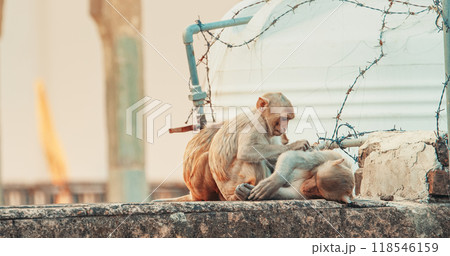 Jaipur, Rajasthan, India. Three Monkeys Sitting Near Water Tank. Water Tank Is Surrounded By Barbed Wire To Keep Out Monkeys. Monkeys Combing Each Other For Fleas. Every Day Life Of India. Bonnet Jaipur, Rajasthan, India. Three Monkeys Sitting Near Water Tank. Water Tank Is Surrounded By Barbed Wire To Keep Out Monkeys. Monkeys Combing Each Other For Fleas. Every Day Life Of India. Bonnet 118546159