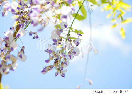 藤の花のクローズアップ 藤の花のクローズアップ 118546176