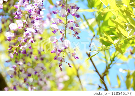 藤の花のクローズアップ 藤の花のクローズアップ 118546177