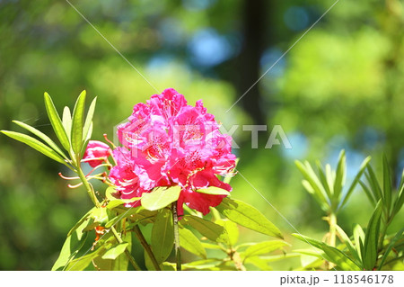シャクナゲのクローズアップ 118546178