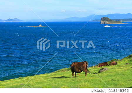 【佐賀県】晴天の杉の原放牧場の牛 118546546