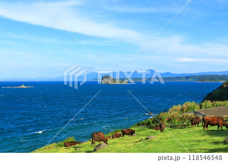 【佐賀県】晴天の杉の原放牧場の牛 118546548
