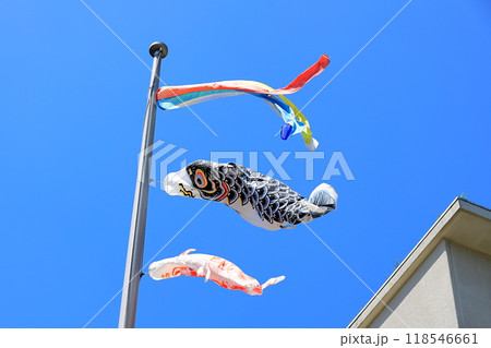 鯉のぼり 鯉のぼり 118546661