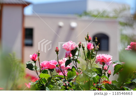 横須賀ヴェルニー公園のバラ 118546663