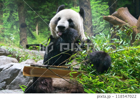 秋 上野動物園パンダ シンシン 食欲の秋 秋 上野動物園パンダ シンシン 食欲の秋 118547022