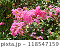 さるすべりの花 118547159
