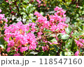 さるすべりの花 118547160