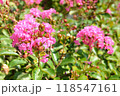 さるすべりの花 118547161