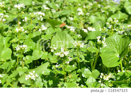 一面に咲いた山ワサビの花 一面に咲いた山ワサビの花 118547325