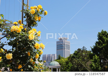 横須賀ヴェルニー公園のバラ　タテ位置 118547587