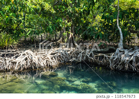 Closeup Mangrove tree root and green clear water of Tha Pom, Krabi 118547673