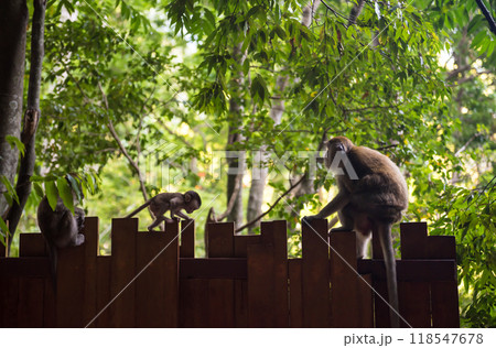 little monkey on wall to its parent in pranang cave beach, Railay, Krabi 118547678