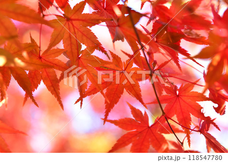鮮やかに色づいた紅葉 118547780