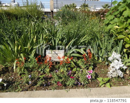 こじま花の会花畑のペチニアとサルビアの花 118547791