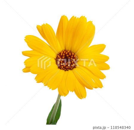 Fresh calendula flower isolated on the white background 118548340