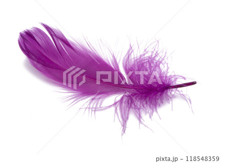 Fluffy bird feather violet color in studio isolated on the white Fluffy bird feather violet color in studio isolated on the white 118548359