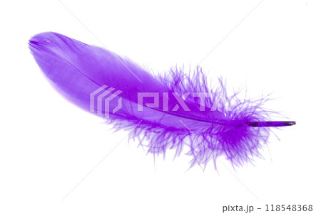 Fluffy bird feather violet color in studio isolated on the white Fluffy bird feather violet color in studio isolated on the white 118548368