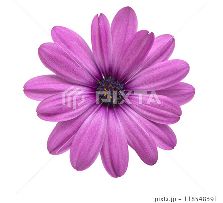 Osteospermum or african daisy withe purple petals isolated on the white 118548391