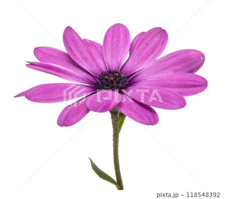 Osteospermum or african daisy withe purple petals isolated on the white Osteospermum or african daisy withe purple petals isolated on the white 118548392