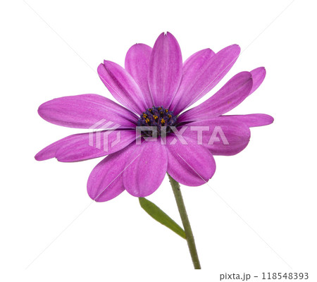 Osteospermum or african daisy withe purple petals isolated on the white Osteospermum or african daisy withe purple petals isolated on the white 118548393