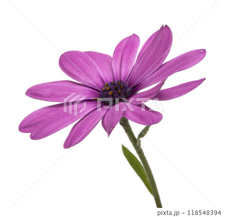 Osteospermum or african daisy withe purple petals isolated on the white Osteospermum or african daisy withe purple petals isolated on the white 118548394
