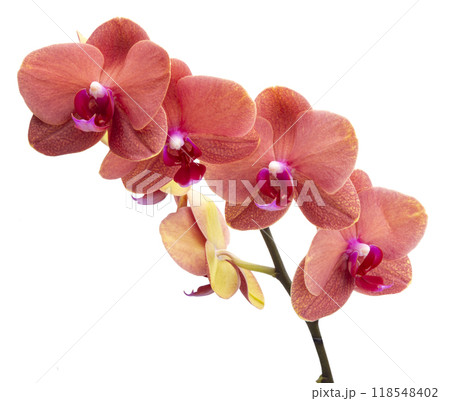Orange phalaenopsis branch or exotic orchid flower isolated on the white Orange phalaenopsis branch or exotic orchid flower isolated on the white 118548402