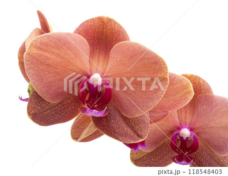 Orange phalaenopsis branch or exotic orchid flower isolated on the white 118548403
