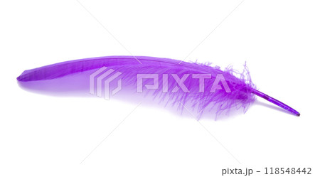 Fluffy bird feather violet color in studio isolated on the white Fluffy bird feather violet color in studio isolated on the white 118548442