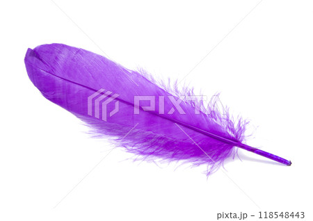 Fluffy bird feather violet color in studio isolated on the white Fluffy bird feather violet color in studio isolated on the white 118548443