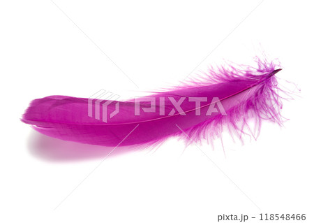 Violet or magenta color fluffy feather isolated on the white 118548466