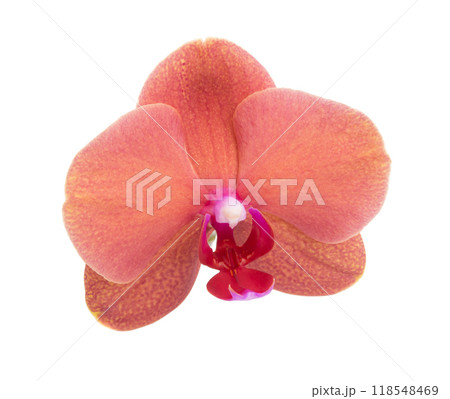 Orange phalaenopsis or exotic orchid flower isolated on the white 118548469