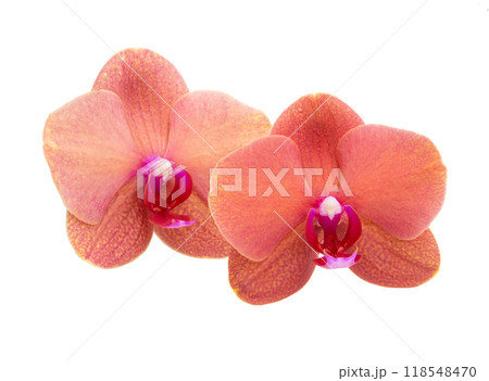 Orange phalaenopsis or exotic orchid flower isolated on the white 118548470