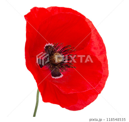 Red poppy flower blossom bright isolated on the white Red poppy flower blossom bright isolated on the white 118548535