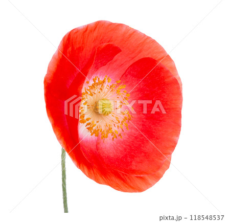 Red poppy flower blossom bright isolated on the white 118548537
