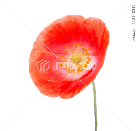 Red poppy flower blossom bright isolated on the white Red poppy flower blossom bright isolated on the white 118548539