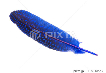 Fluffy color bird feather decorative style in studio isolated on the white 118548547