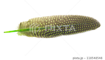 Fluffy color bird feather decorative style in studio isolated on the white 118548548