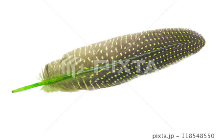 Fluffy color bird feather decorative style in studio isolated on the white 118548550