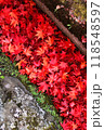 溝に敷き詰められた紅葉 118548597