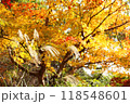 ススキと黄色く紅葉した木々 118548601