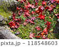 苔の上に落ちる紅葉 118548603