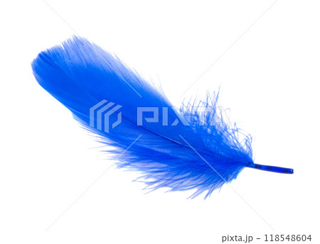 Fluffy queen blue electric color bird feather decorative style in studio isolated on the white Fluffy queen blue electric color bird feather decorative style in studio isolated on the white 118548604