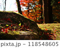 紅葉する森の中の苔むした地面と木の根 118548605