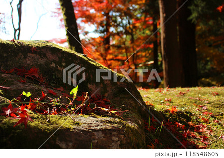 紅葉する森の中の苔むした地面と木の根 118548605