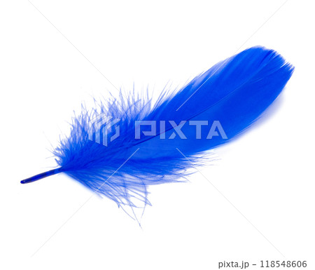 Fluffy queen blue electric color bird feather decorative style in studio isolated on the white Fluffy queen blue electric color bird feather decorative style in studio isolated on the white 118548606