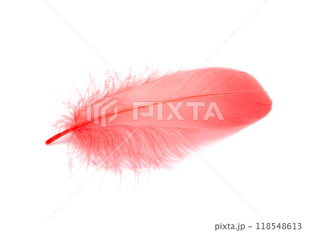 Fluffy red color bird feather decorative style in studio isolated on the white 118548613