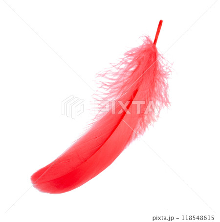 Fluffy red color bird feather decorative style in studio isolated on the white 118548615