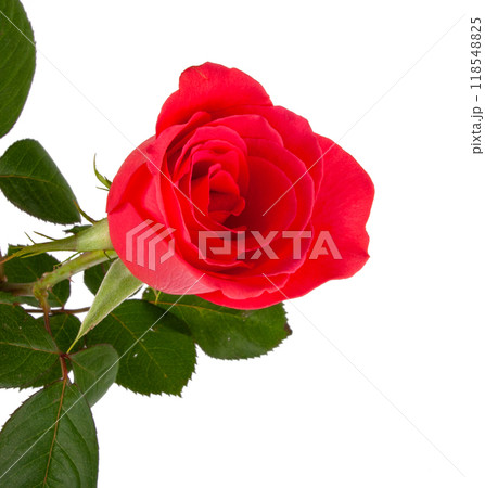 One pink rose flower isolated on the white 118548825